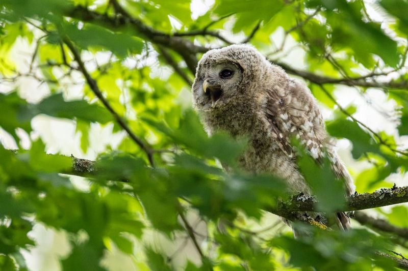 сова, совенок, уральская неясыть, птицы, неясыть, длиннохвостая неясыть  фото превью
