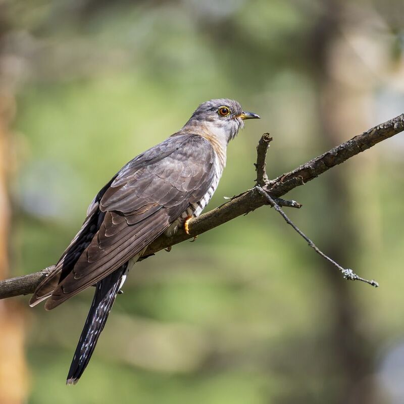 кукушка, птицы Кукушка фото превью