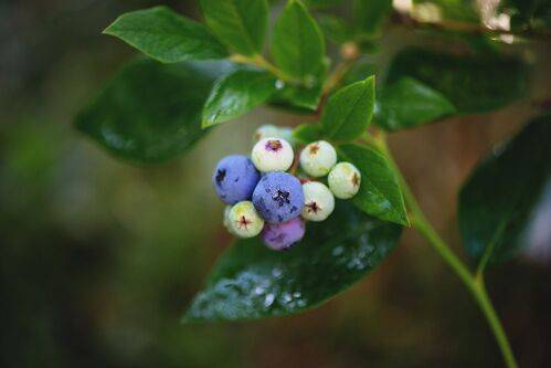 Про голубику