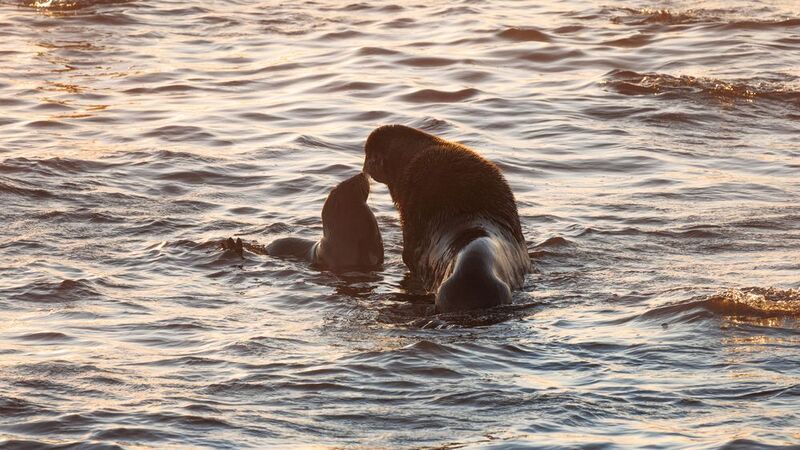 котики, закат, командоры, берингово море, северное Он и Она фото превью