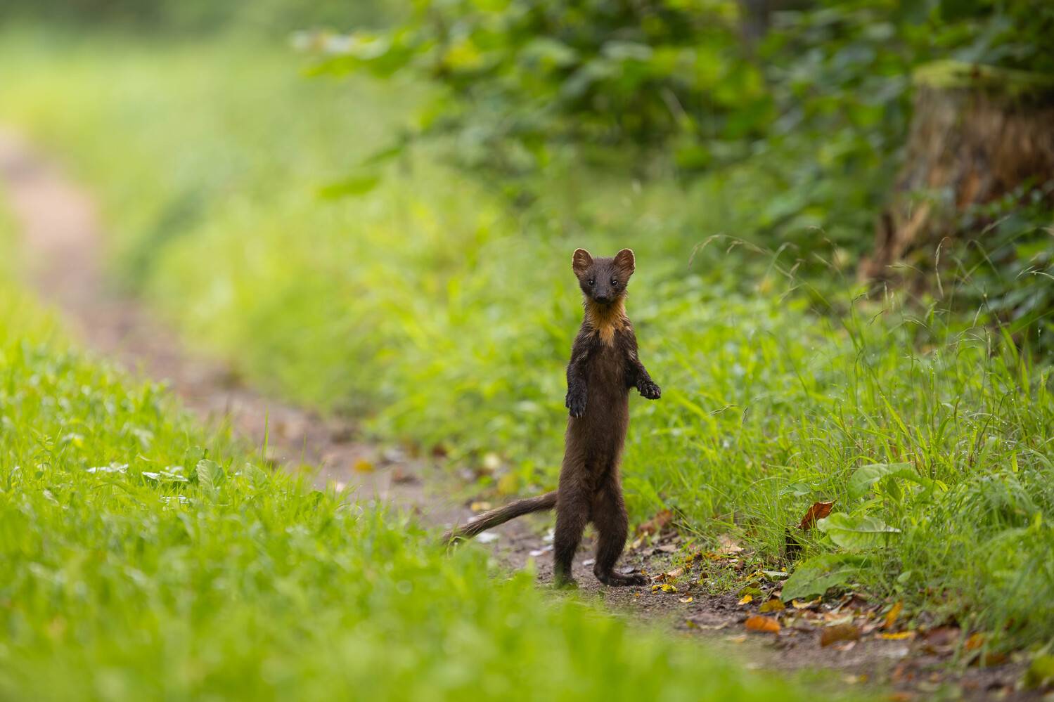las,kuna,przyroda,ssaki,podlasie,puszcza białowieska,natura, Zakrzewski Marcin