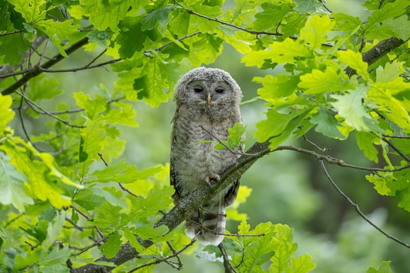 сова, совенок, уральская неясыть, птицы, неясыть, длиннохвостая неясыть  фото превью