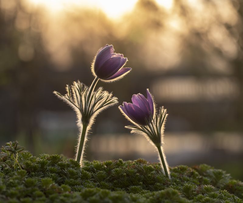 закат, прострел, сон-трава Двое... фото превью