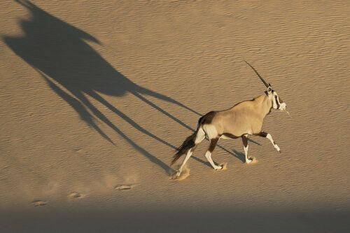 Desert Unicorn