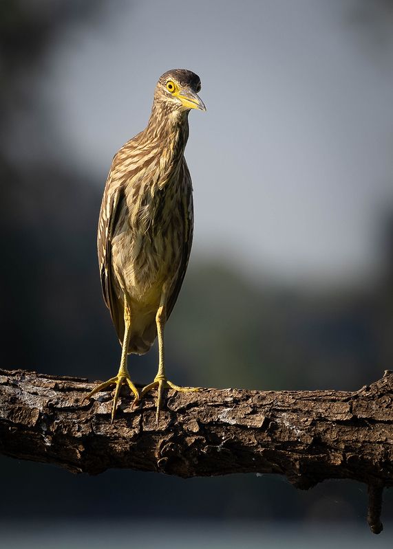 Кваква фото превью