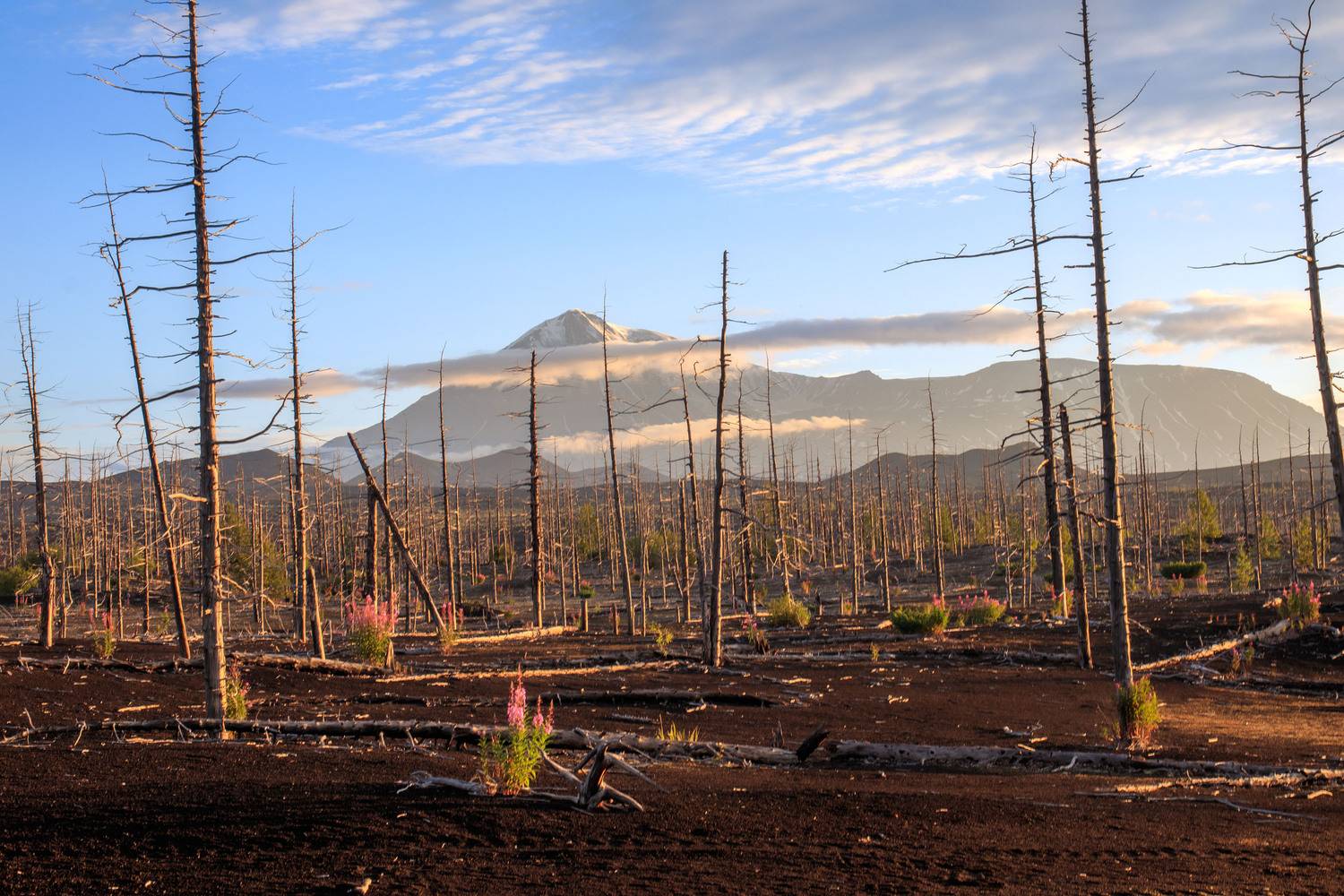 камчатка, Добролюбова Тамара