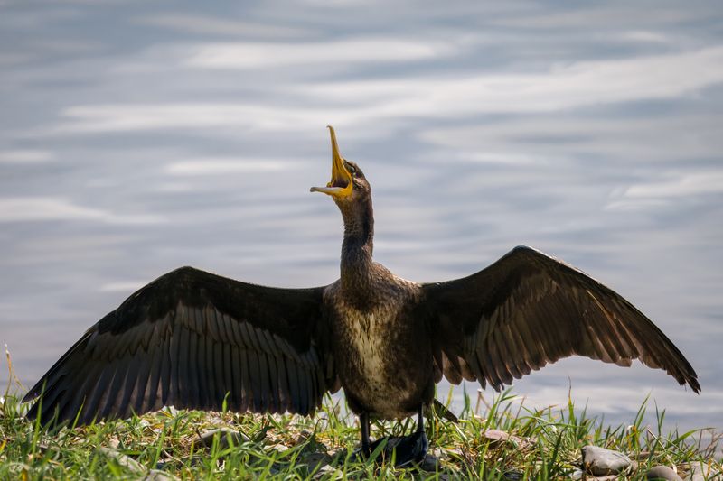 баклан, большой баклан, бердвочинг, птицы сибири Обиделся!) фото превью