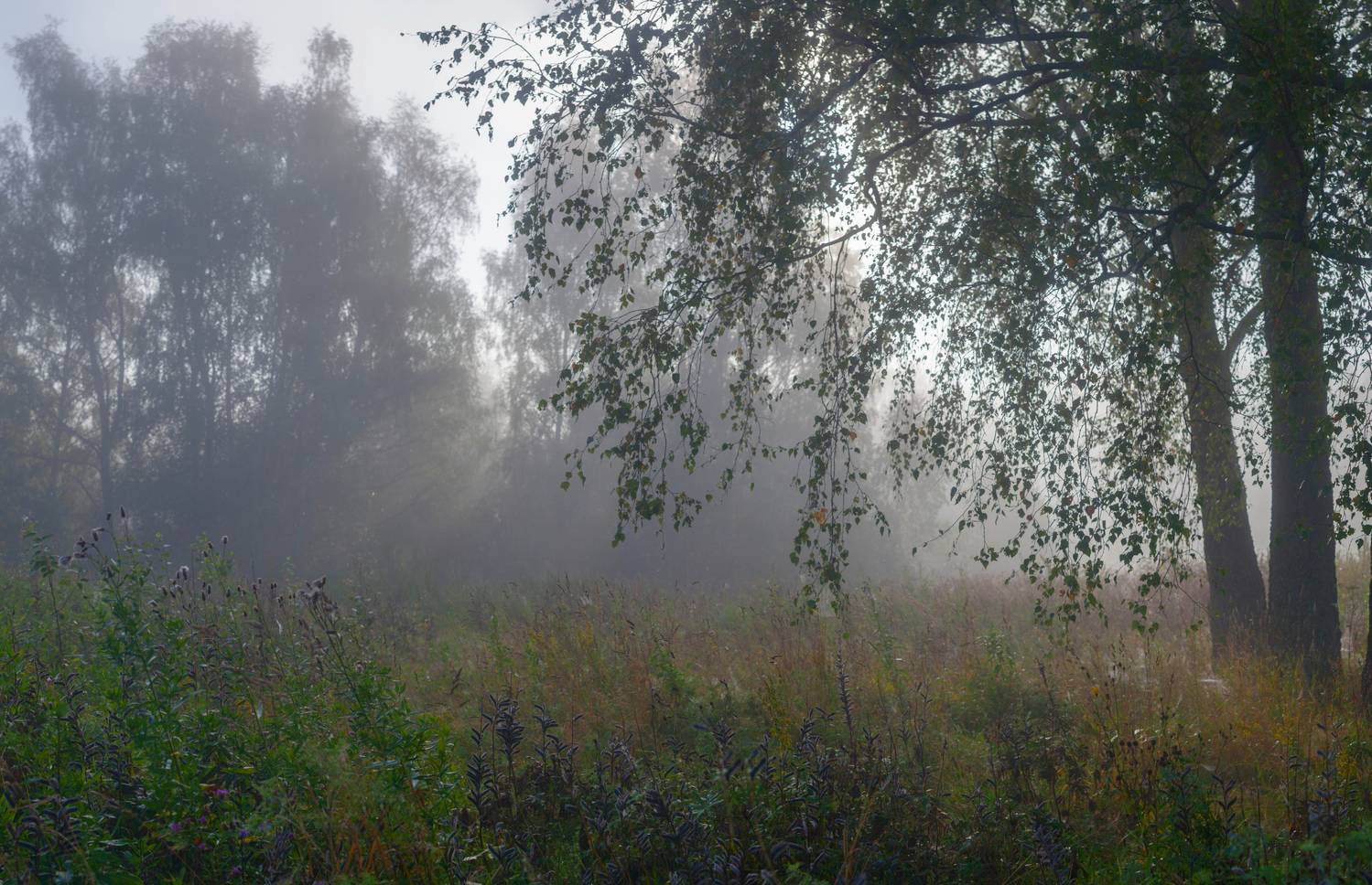 туман, лес, лето, Свистков Александр