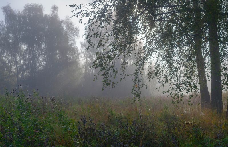 туман, лес, лето  фото превью