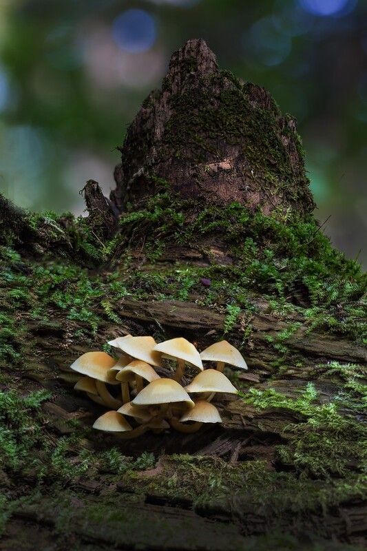 лес грибы мох сучок У подножия фото превью