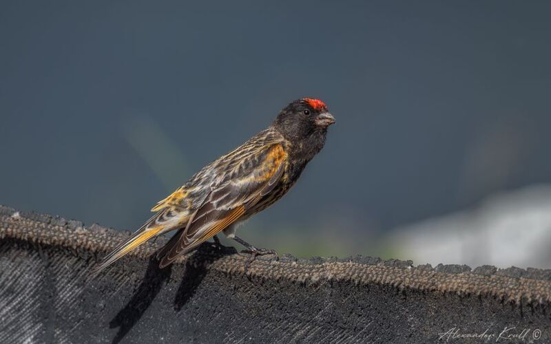 вьюрок, корольковый вьюрок, красношапочный вьюрок, serinus pusillus Красная шапочка фото превью