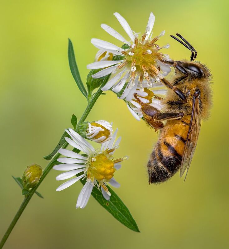 Daisy lover фото превью