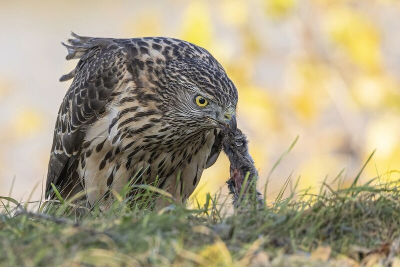 тетеревятник, ястреб, птицы Тетеревятник с добычей фото превью
