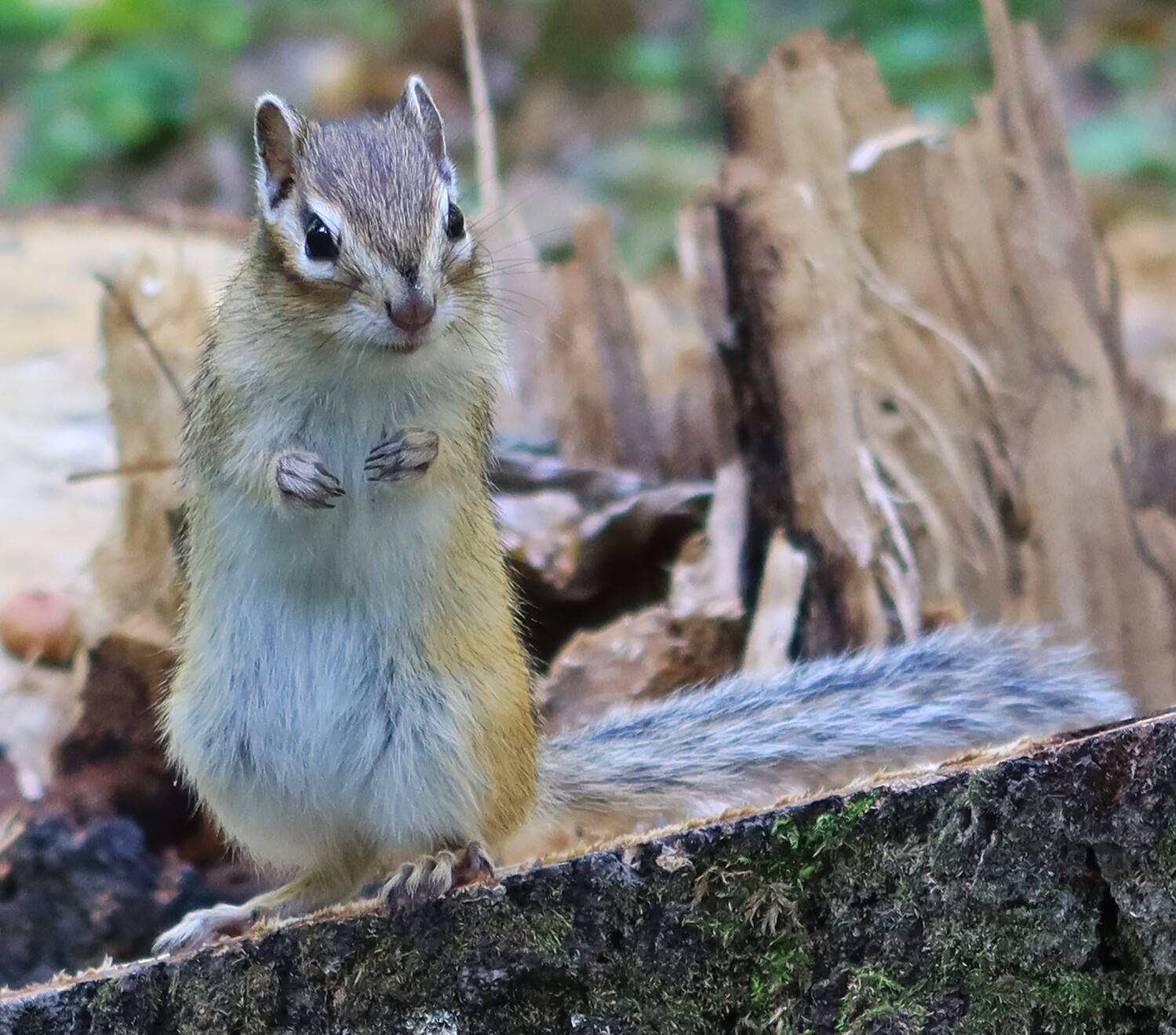 бурундук,животные, Козлова Галина