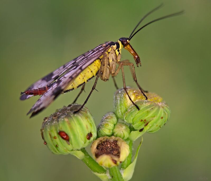 скорпионница Слегка страшненькая фото превью