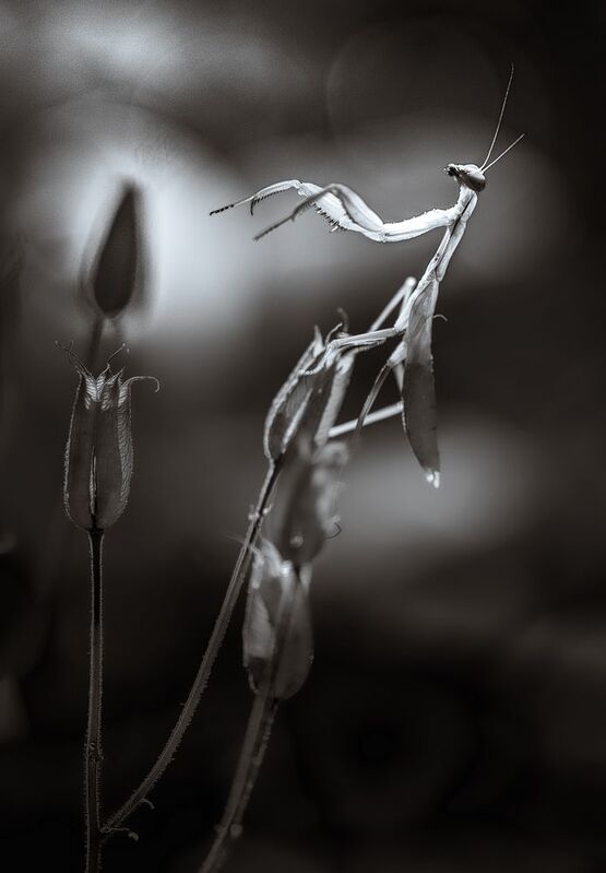 Не стреляйте в пианиста фото превью