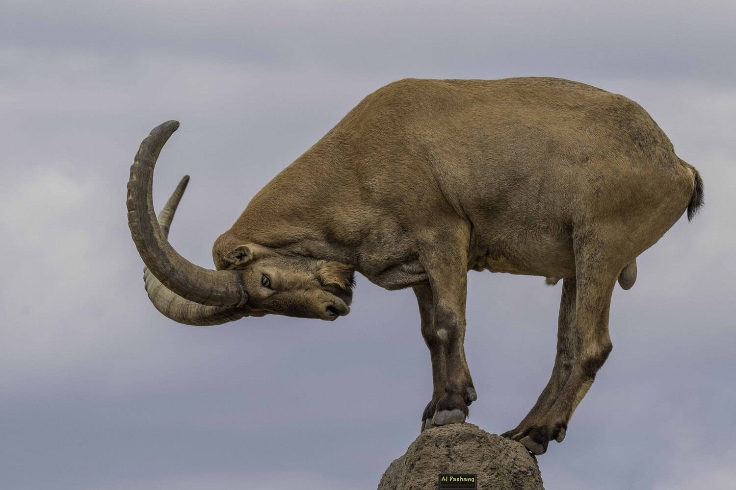 west caucasian tur, Ali Pashang