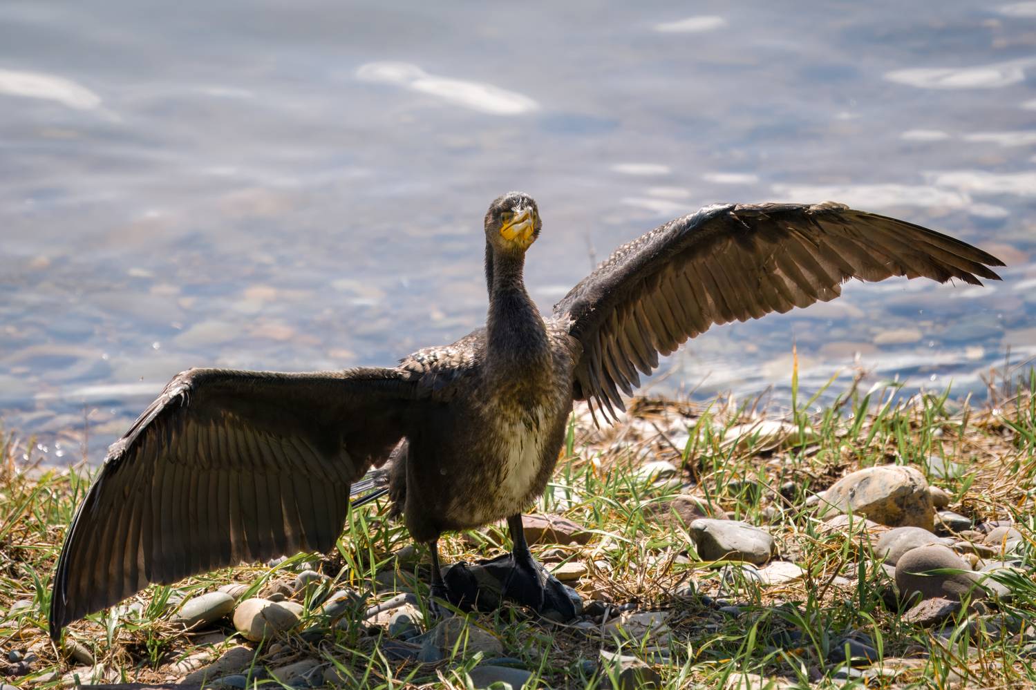 баклан, большой баклан, бердвочинг, птицы сибири, Екатерина Дубровская