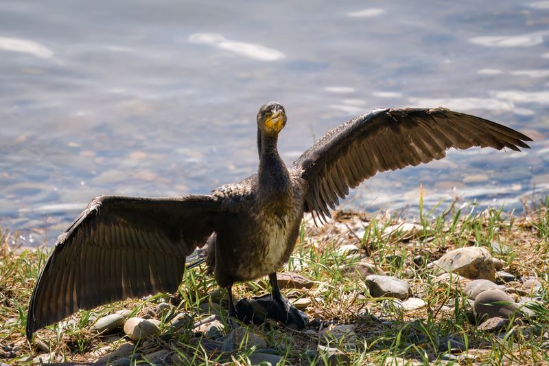 баклан, большой баклан, бердвочинг, птицы сибири Montana!) фото превью