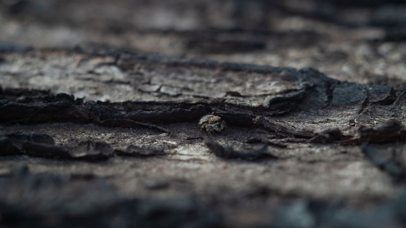 Salticidae фото превью