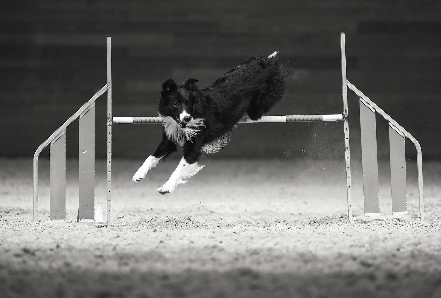 соревнования, собака,прыжок, спорт, dog, competition, jump, sport, Стукалова Юлия
