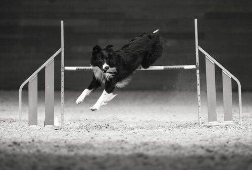 В вихре аджилити