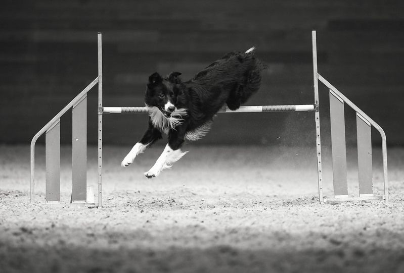 В вихре аджилити фото превью