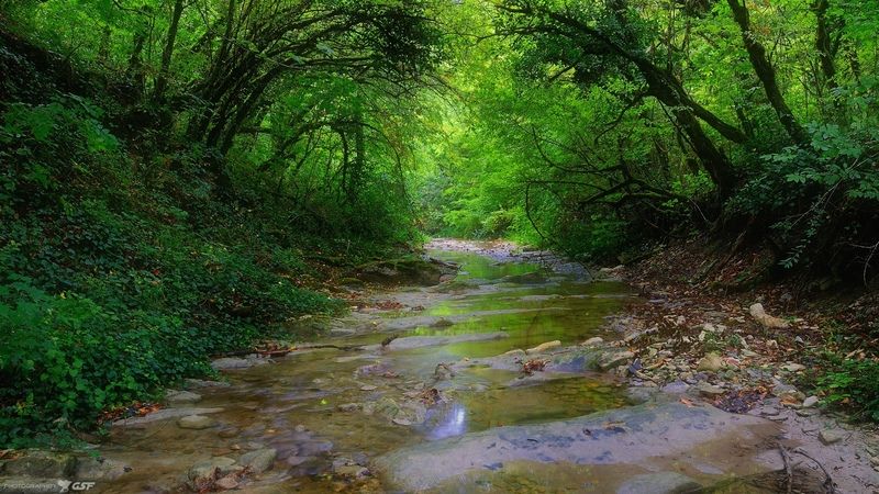 пейзаж природа лето горы лес река глушь В лесных дебрях.. фото превью