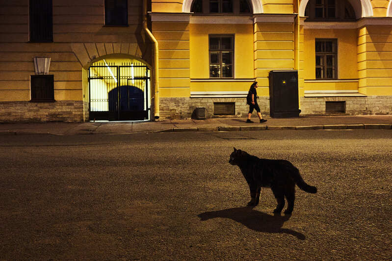 ночь, кошка, желтый цвет Если черный кот дорогу перейдет... фото превью