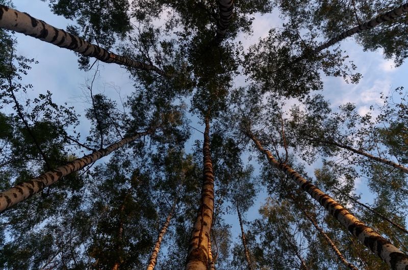 Березки фото превью