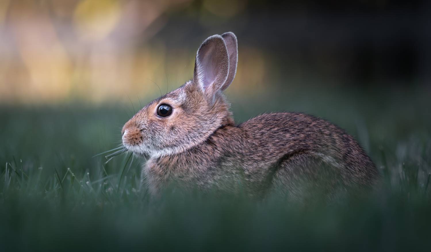 rabbit, bunny, animal, wild, nature, Atul Saluja
