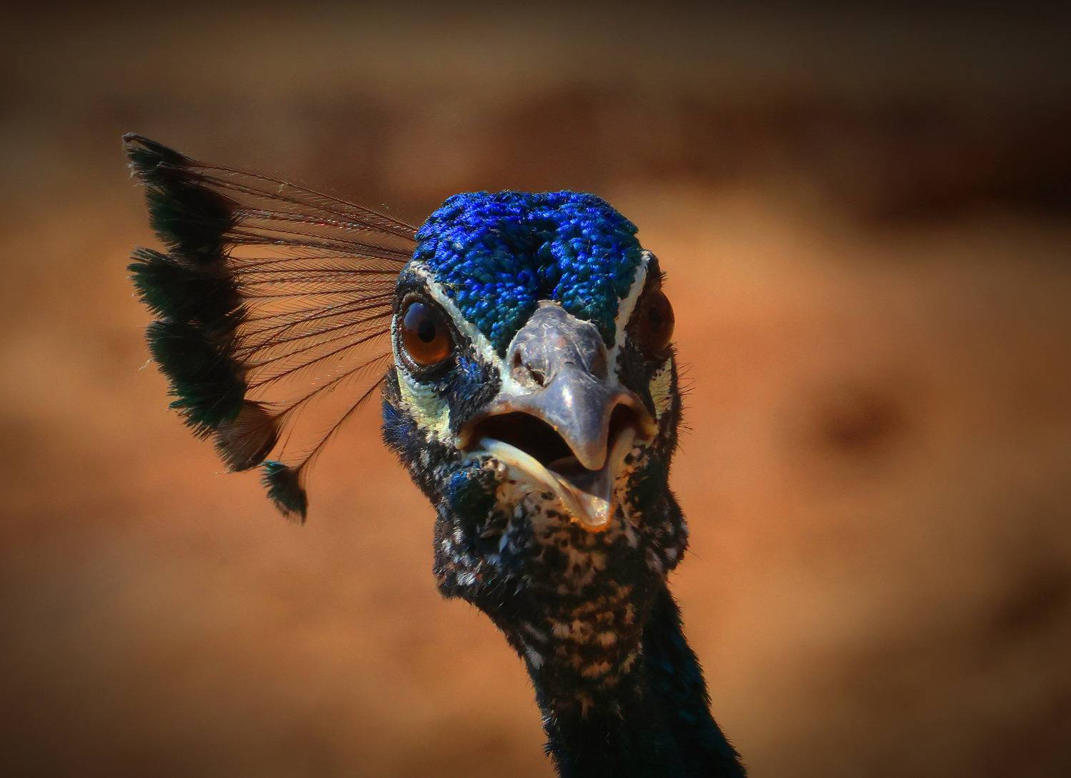 павлин,, Magov Marat