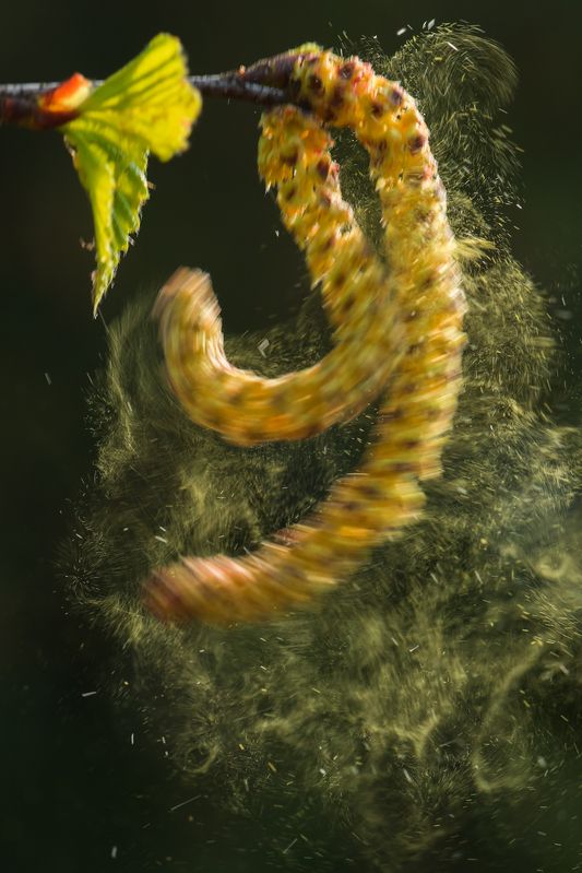 Страх аллергика фото превью