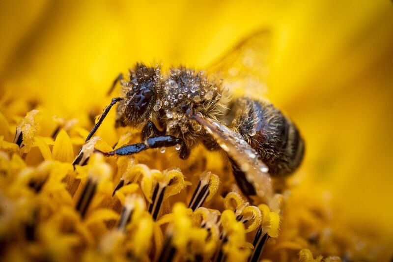 Пчела в подсолнухах фото превью