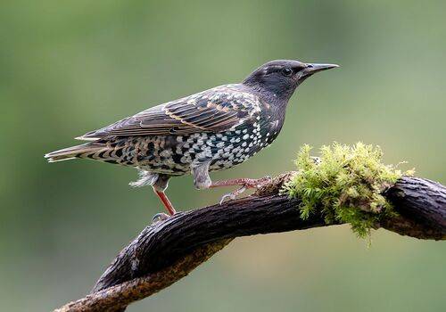 Juvenile. European Starlings  - Молодой Линяющий Скворец