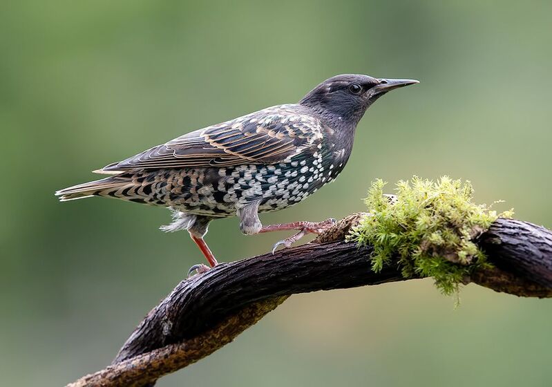 cкворец, european starling,  starling Juvenile. European Starlings  - Молодой Линяющий Скворец фото превью
