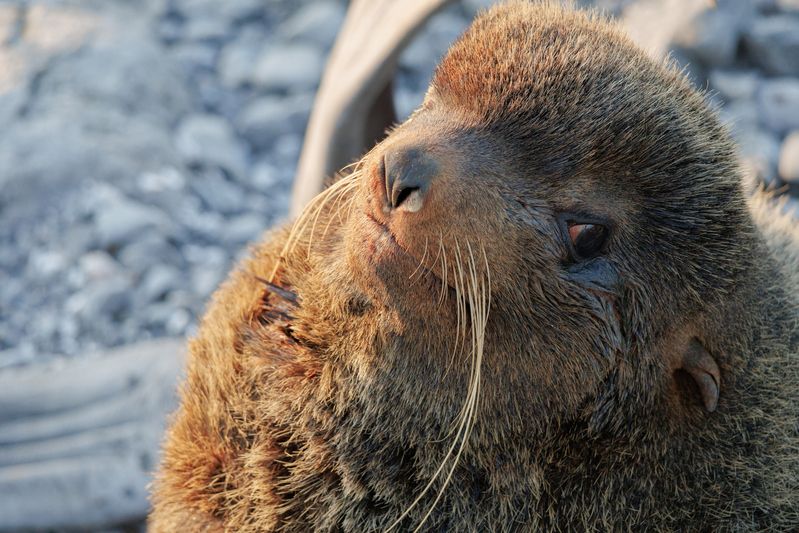 секач, морские котики, ластоногие, портрет, командорские острова, 2025 Секач фото превью