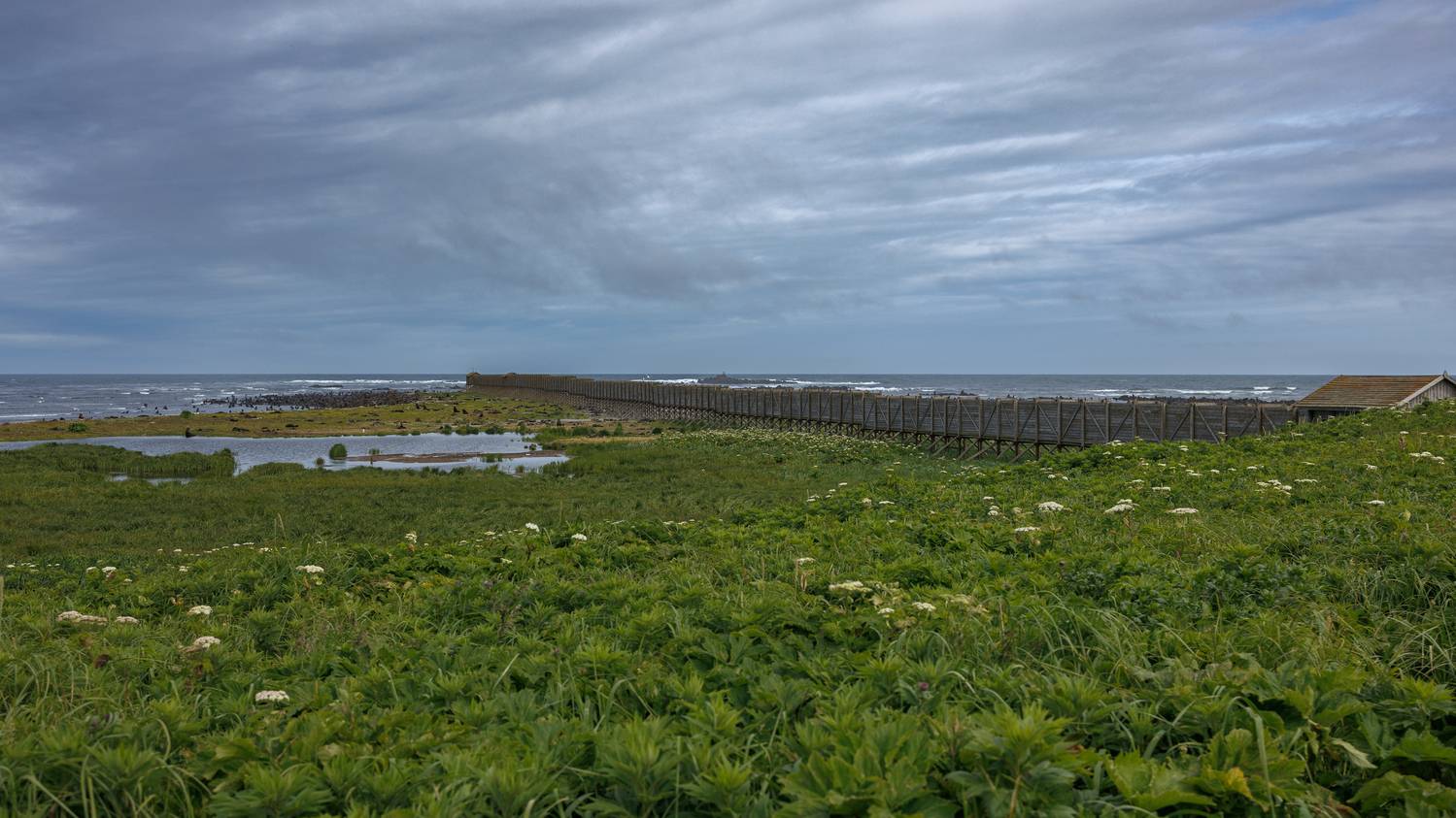 эстакада, северное лежбище, камчатка, командоры, 2025, Vladimir goiiiguk