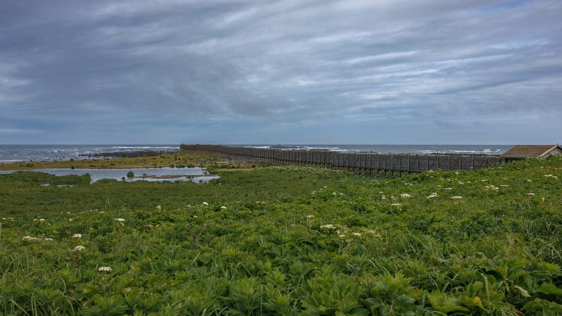 эстакада, северное лежбище, камчатка, командоры, 2025 Эстакада фото превью