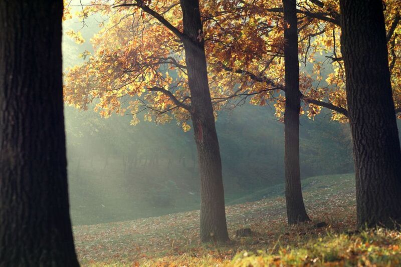 лес, солнечные лучи, туман, деревья, свет сквозь листву, золотая осень, Moldova, forest, autumn, sunlight, inspiration, silence Лучи тишины фото превью