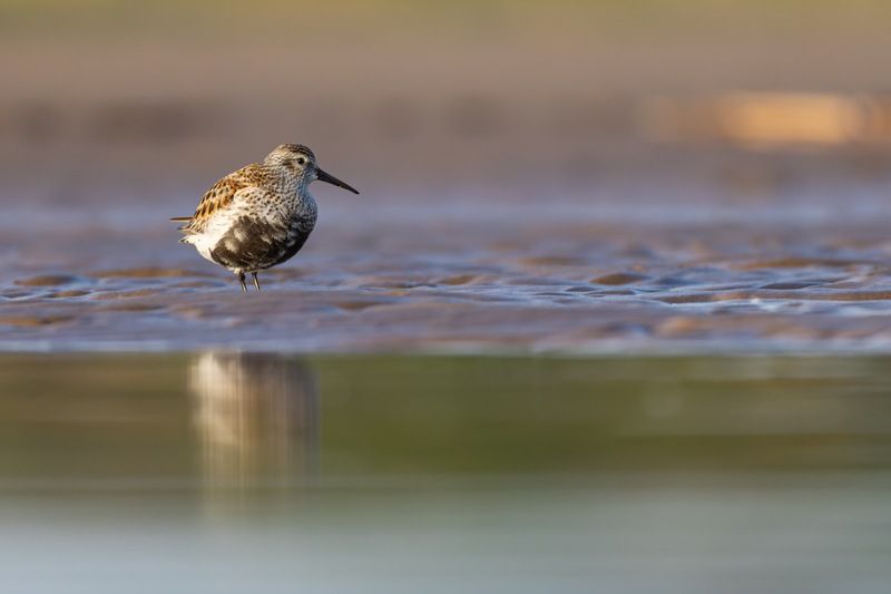 чернозобик, кулик, птицы  фото превью