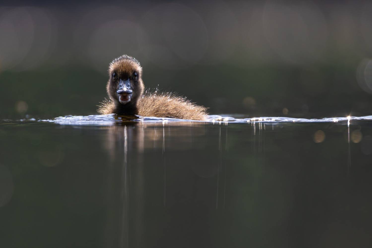 нырок, хохлатая чернеть, утка, птицы, утята, утенок, Руслан Pl