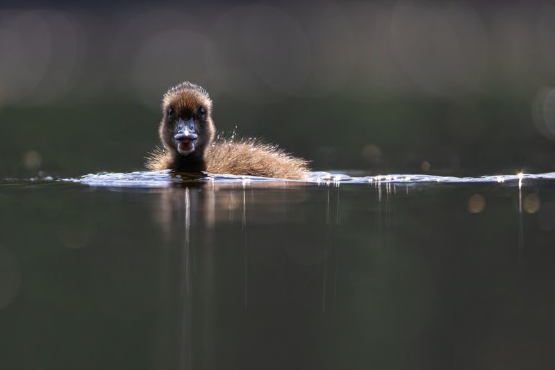 нырок, хохлатая чернеть, утка, птицы, утята, утенок  фото превью