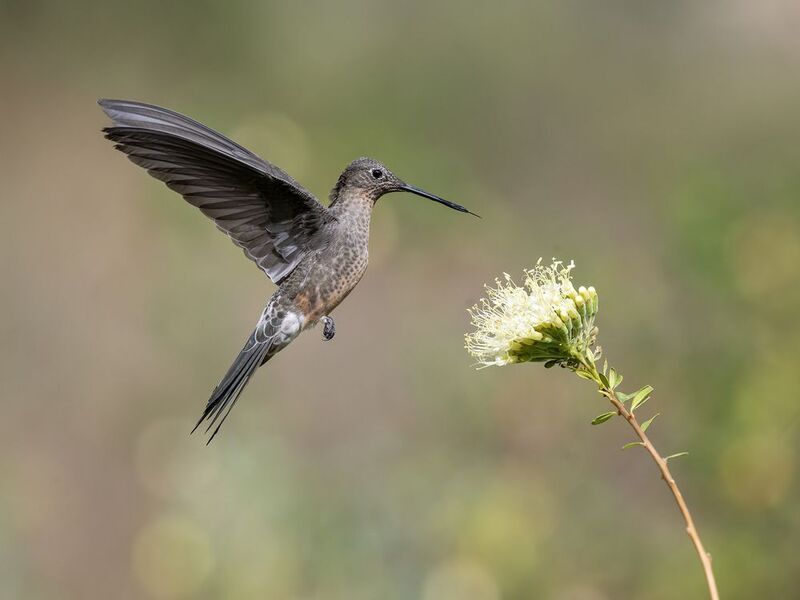 Giant hummingbird фото превью
