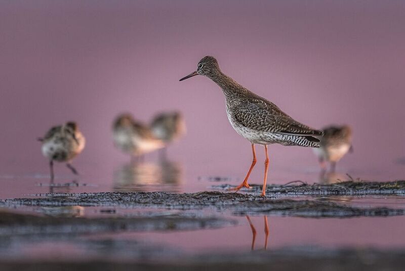 Krwawodziób фото превью