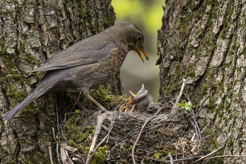 черный дрозд, дрозд, птицы, гнездо, птенцы, птенец  фото превью