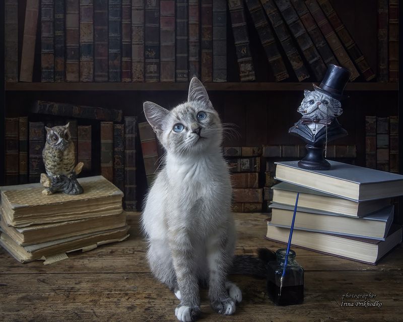 Обучение строптивого фото превью