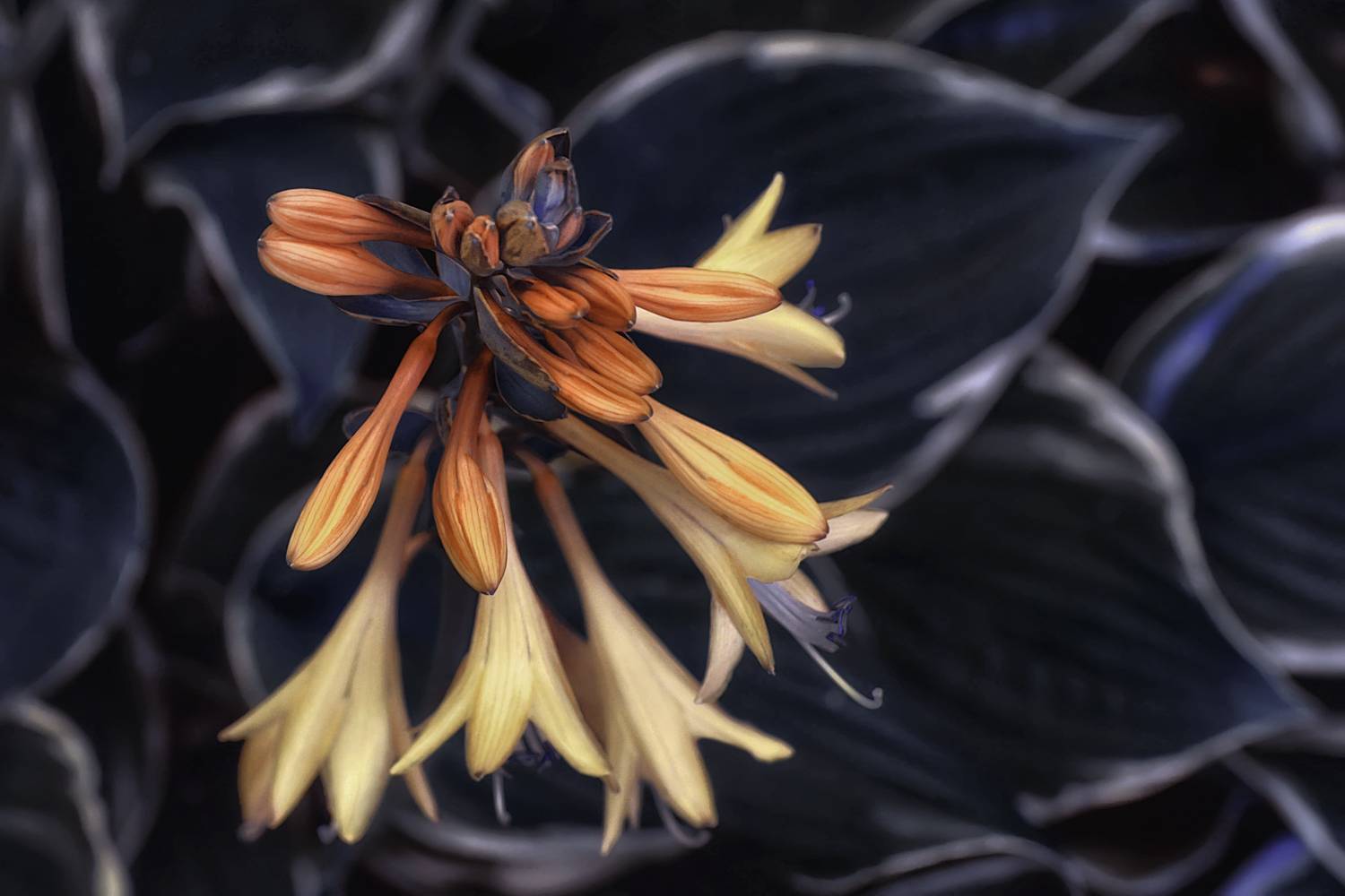 цветок хоста растение стилизация, Вера Ра