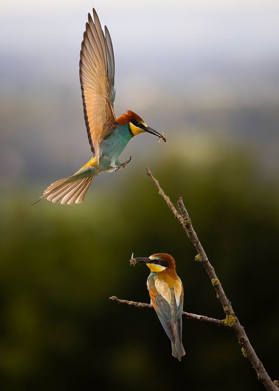 Bee-eater фото превью