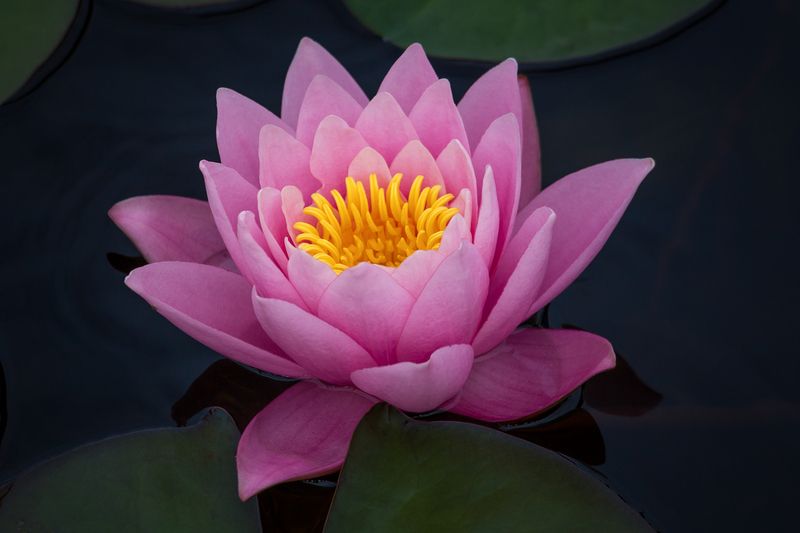 Свежесть. фото превью